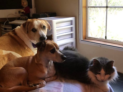 Newman with the various pets