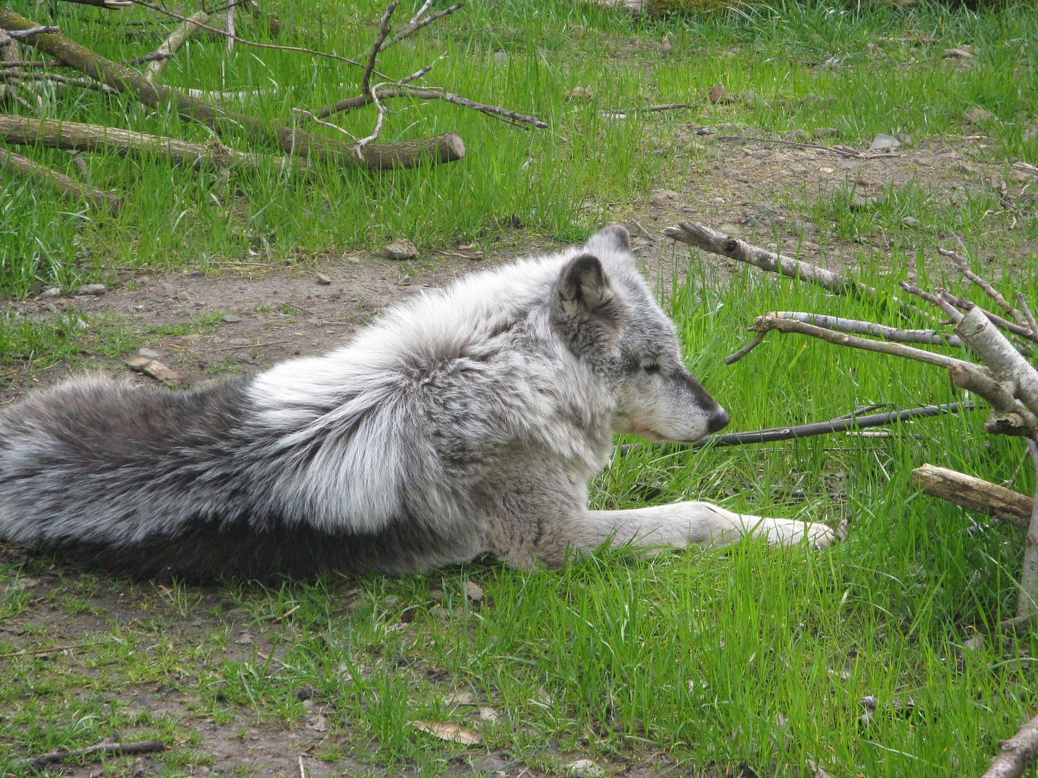 a gray wolf lays in the grass