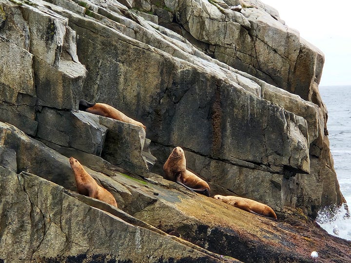 Whale dorsal fin rising out of water, and sea lions on rocky cliff shores.