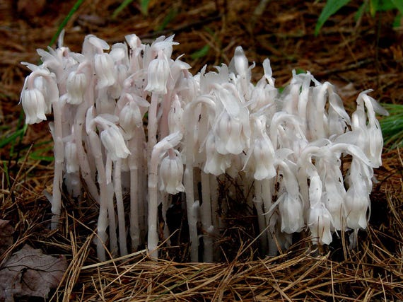 Ghost Pipe facts and health benefits