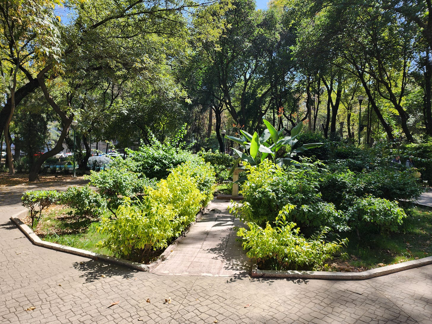 Trees and paths in Condesa park, Mexico City