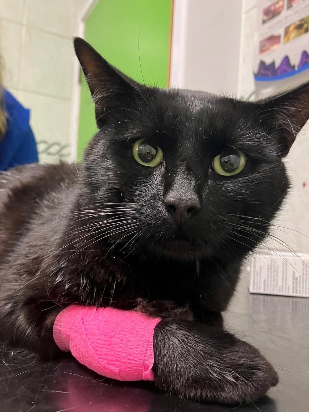 May be an image of cat