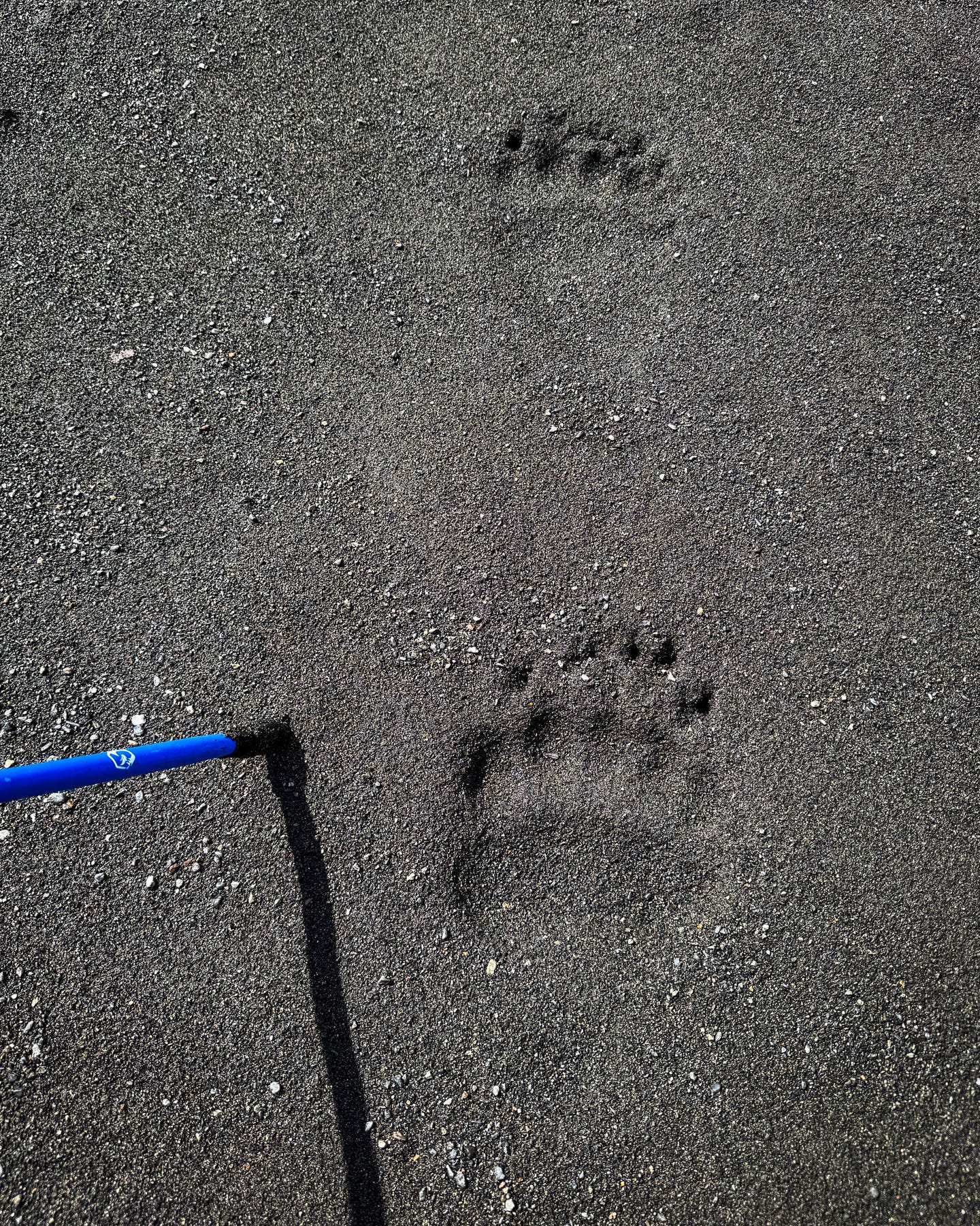 Brown bear tracks.
