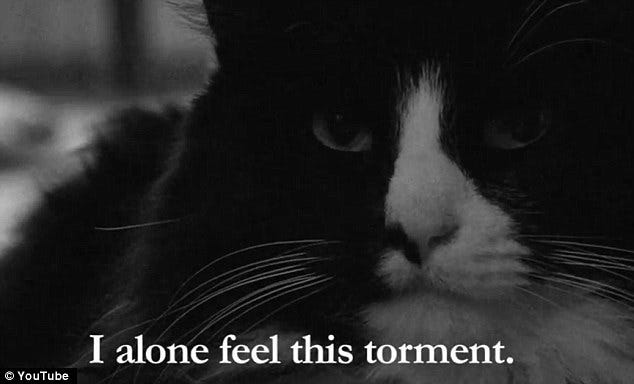 Henri the existential kitty voted star of the world's best cat viral ...