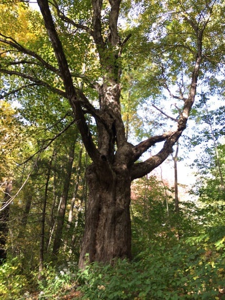 old tree