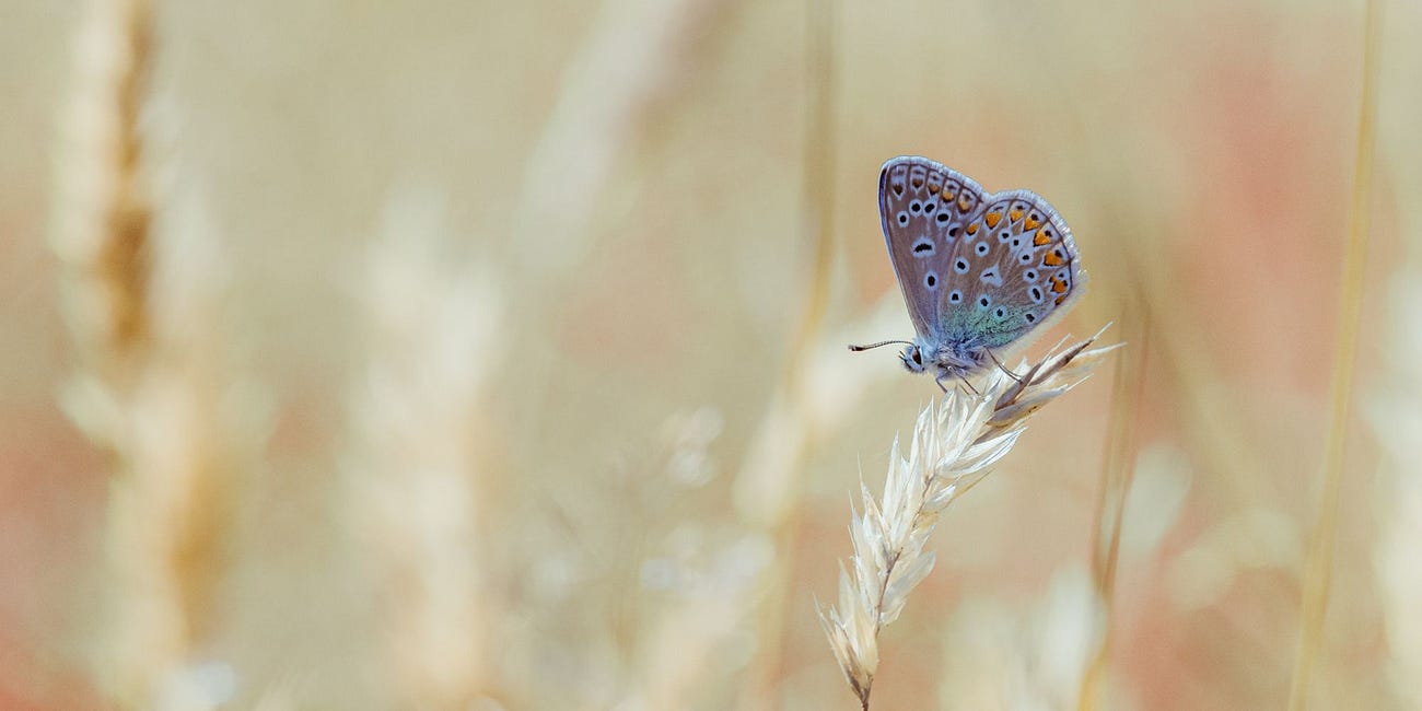 Ecotone Design Across The Core Micro-Habitats: Grasses, Meadow, Scrub, Hedge and Pond