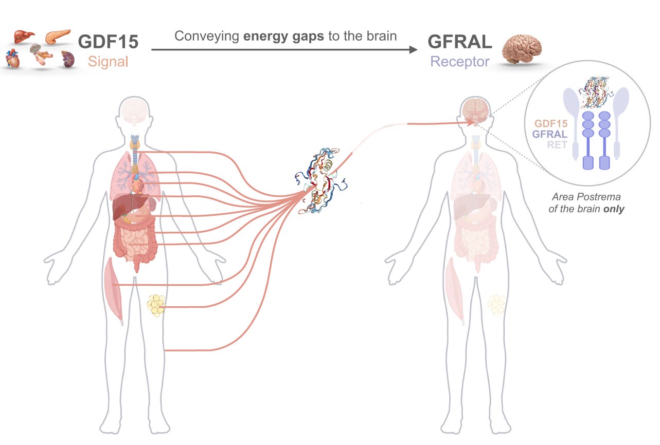 A figure showing how GDF15 can be released from a wide range of tissues in the cell and travel to a specific type of receptor in one area of the brainstem. 