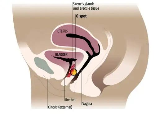Squirting: What the research says - by Sarah