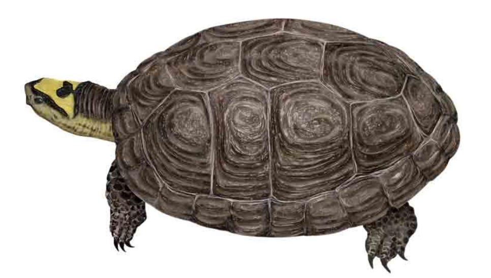 頭に「冠」をのせたような亀。カンムリヤマガメという生き物