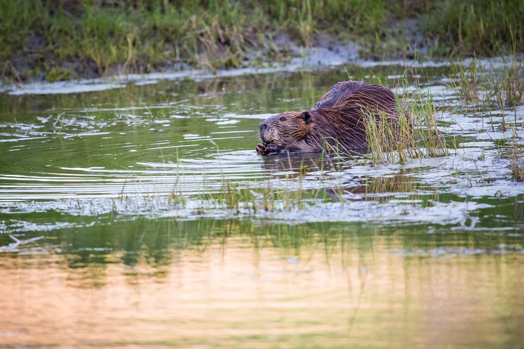 Beaver, Lamar River
