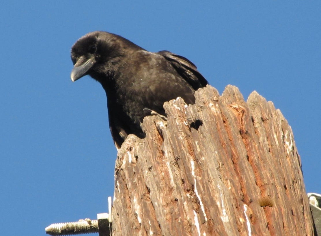Somewhat Grateful Crow. Copyrighted by Mark Tulin
