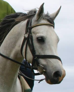 zar0056 zar0056
