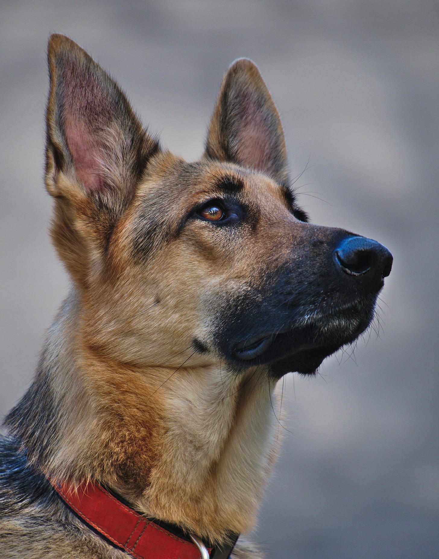 Dog (Where I End and You Begin) Dog (Where I End and You Begin)