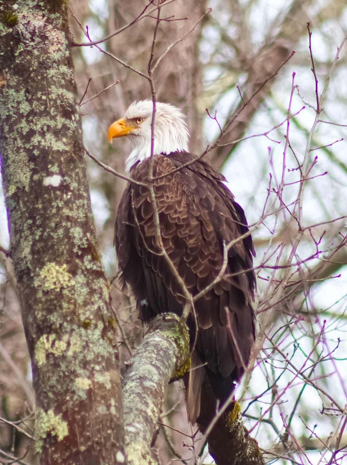 Bald Eagle perched in a tree. Bald Eagle perched in a tree.