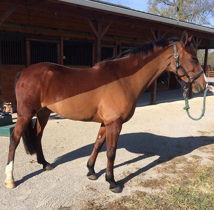 Get the Best Body-Clip for Your Horse | US Equestrian