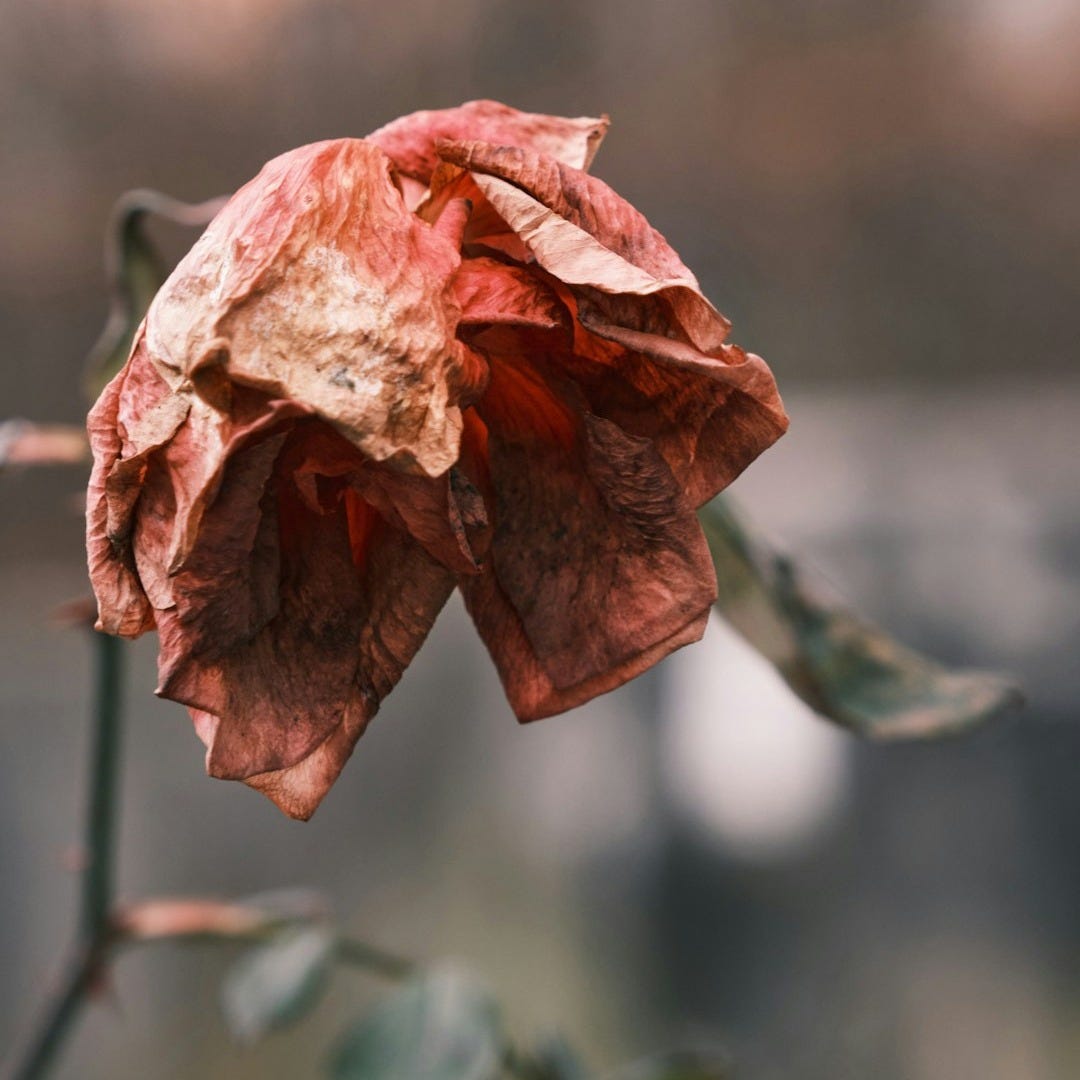 pink rose in bloom during daytime