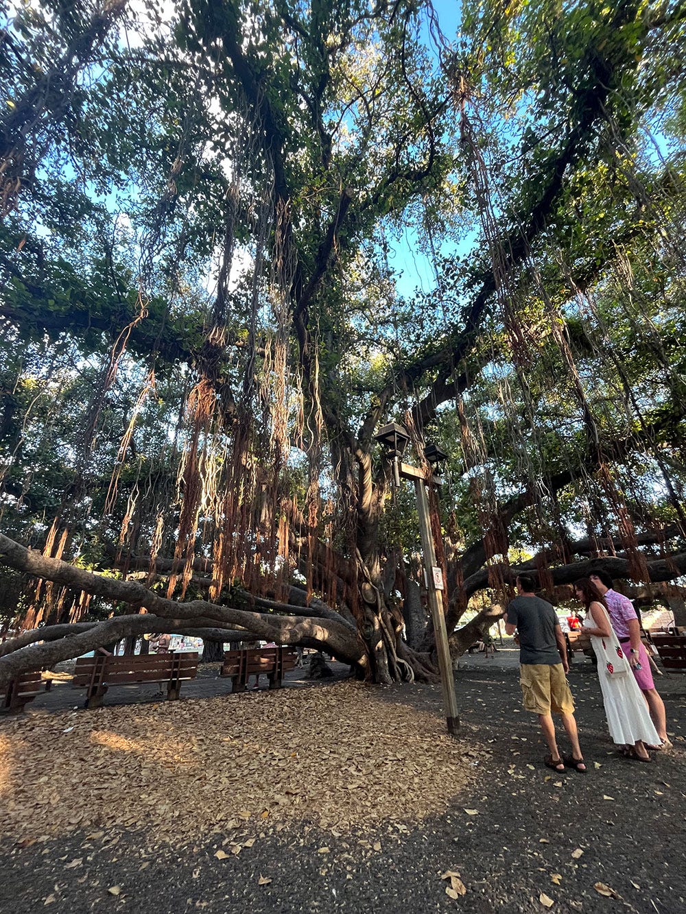 Lahaina banyan tree