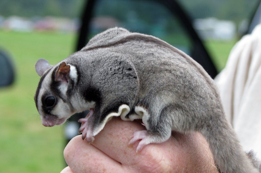 Sugar Glider | Vanessa Tuggle-Hake | Flickr Sugar Glider | Vanessa Tuggle-Hake | Flickr
