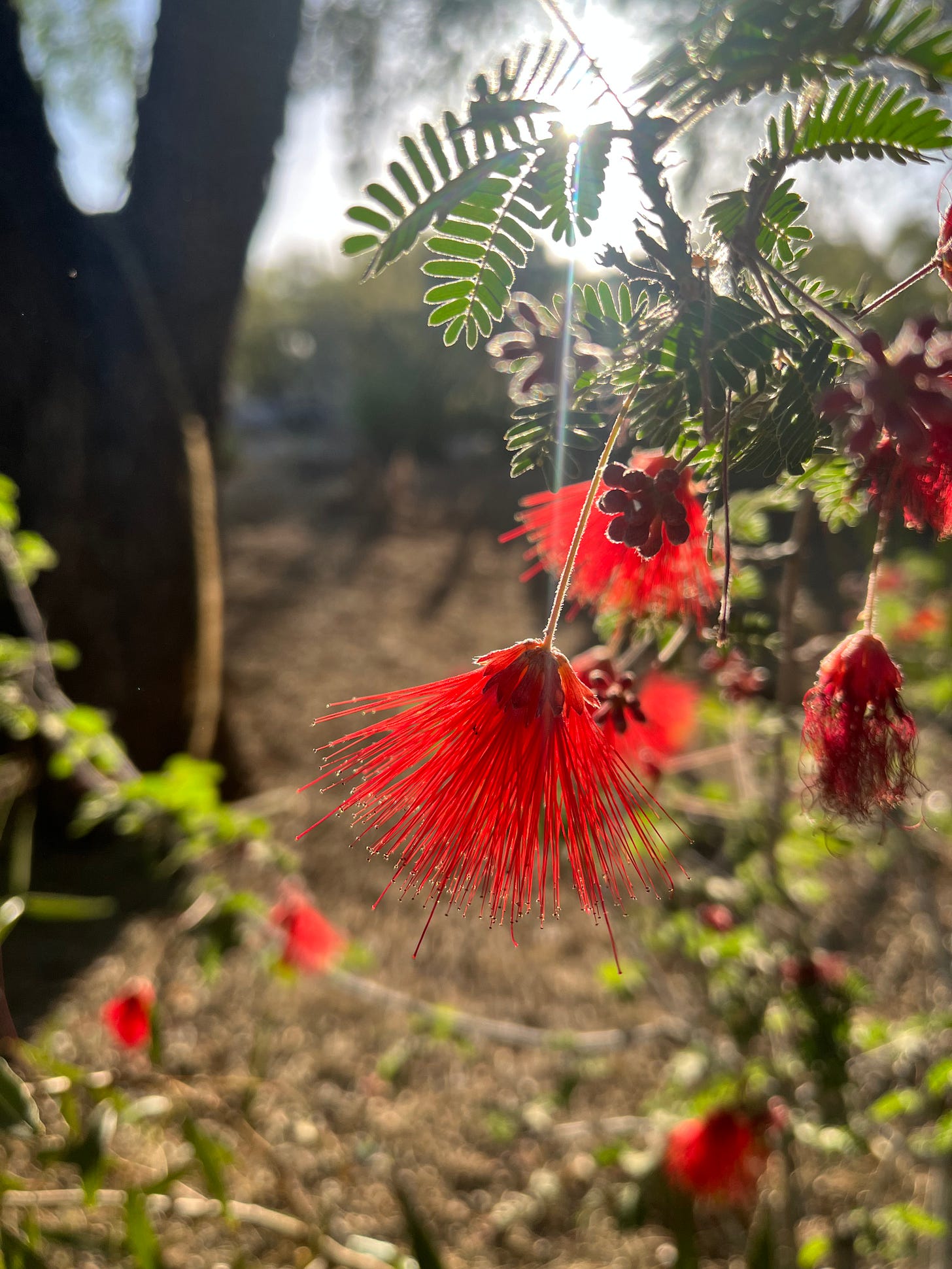 a red desert flower, leaning down toward the ground with the sun shining behind it 