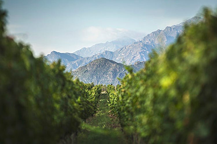 Mosquita Muerta's vineyards 