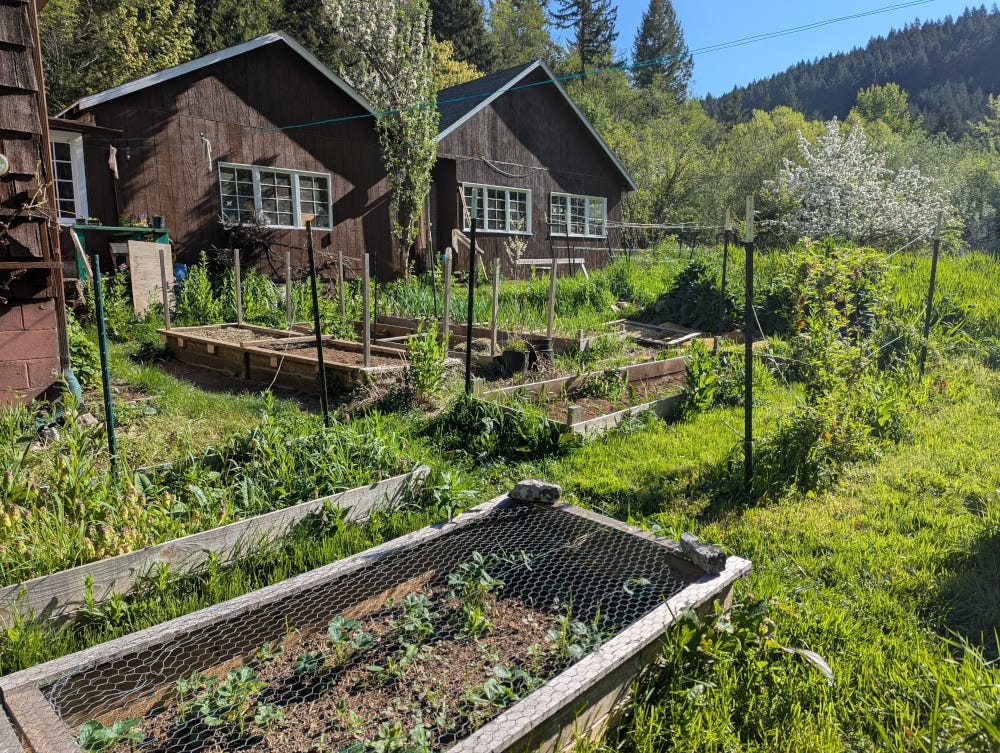 A view from the foot of the garden, across several raised beds, with the outbuildings in the background.