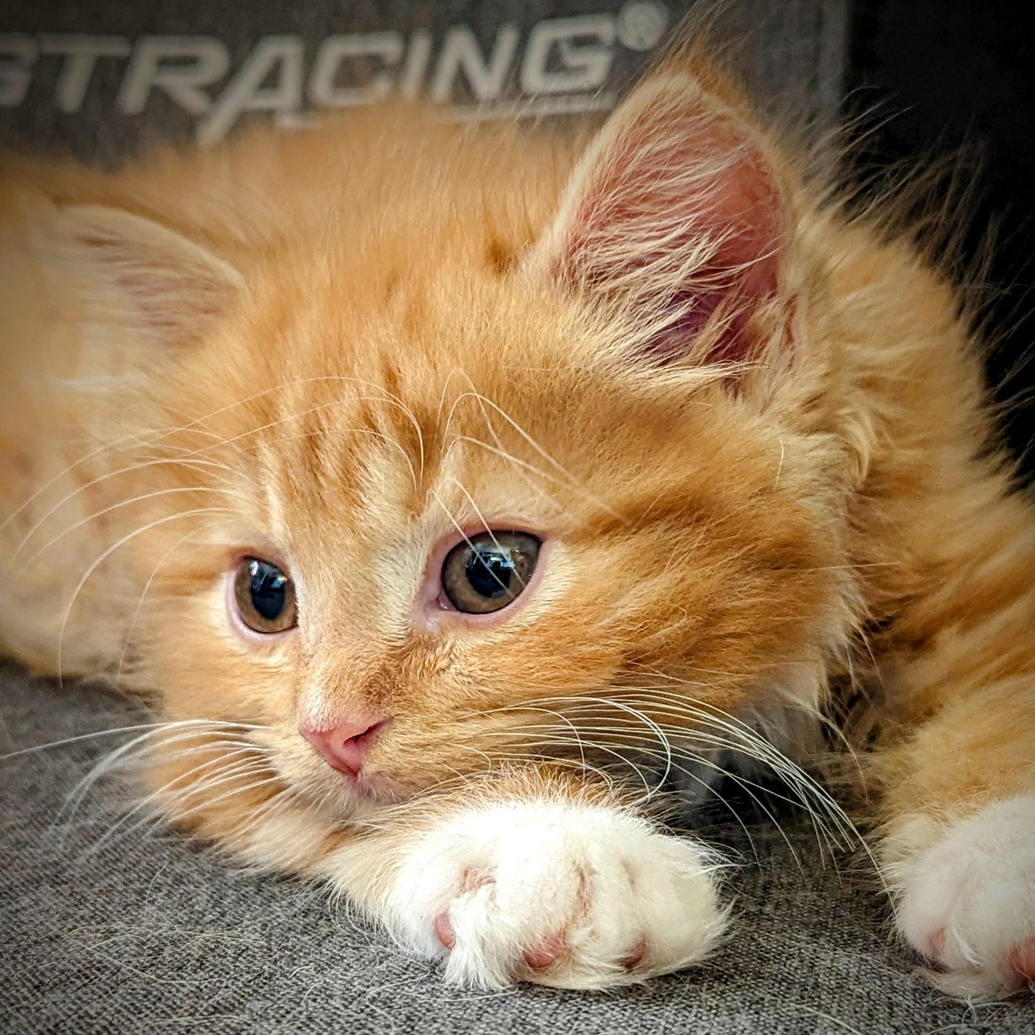 A small orange kitten with white paws and bright eyes