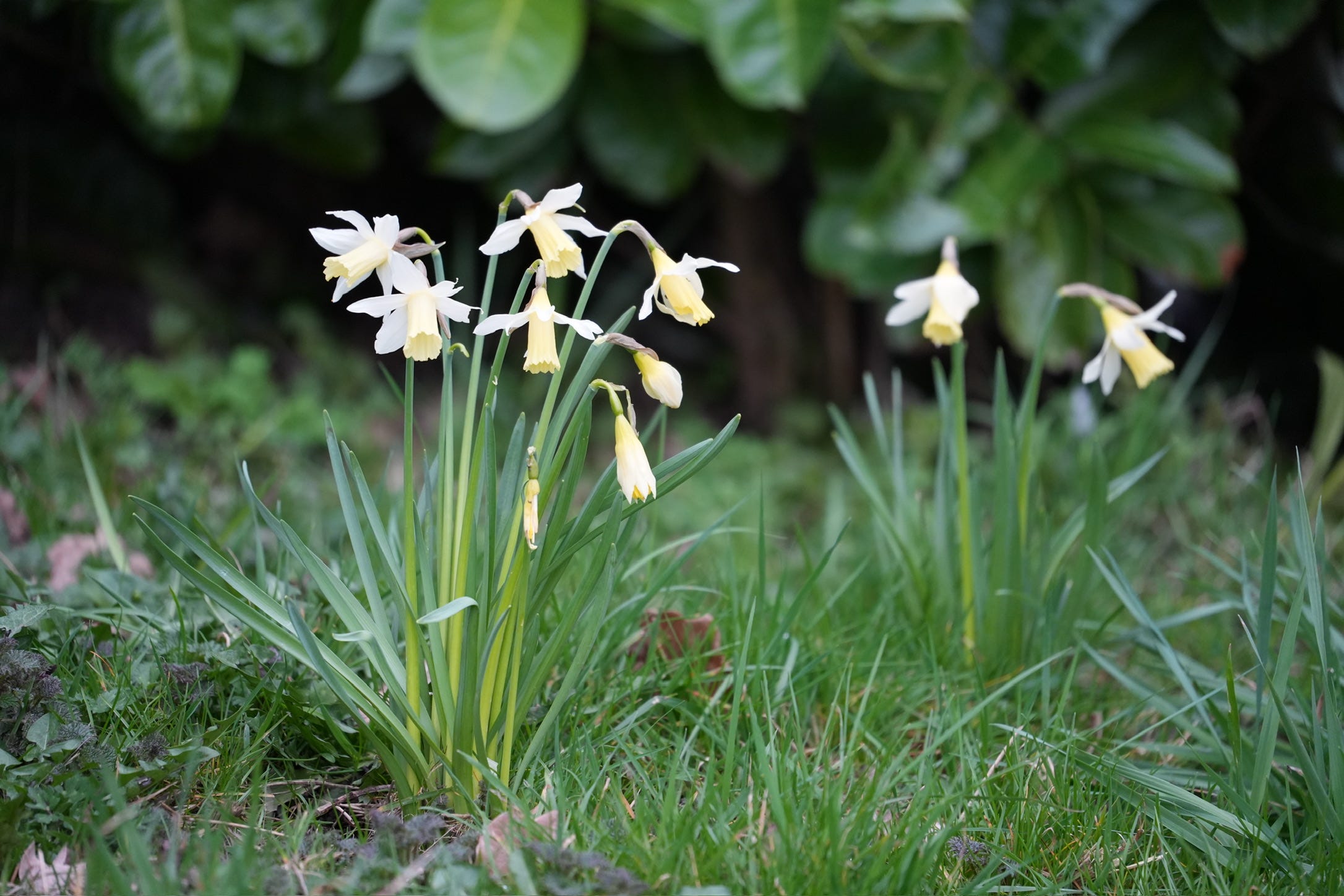 Narcissus 'Elka'