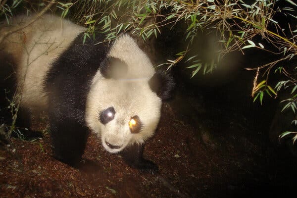 Pandas are an example of what’s called an umbrella species: a charismatic, well-known and endangered animal whose protection benefits an entire ecosystem and all the wildlife therein.