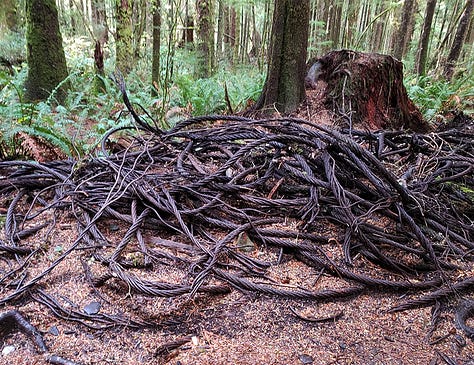 A tree stump with a face carved into it, old metal cable, a slug on a mushroom, a bridge to somewhere, and a beach