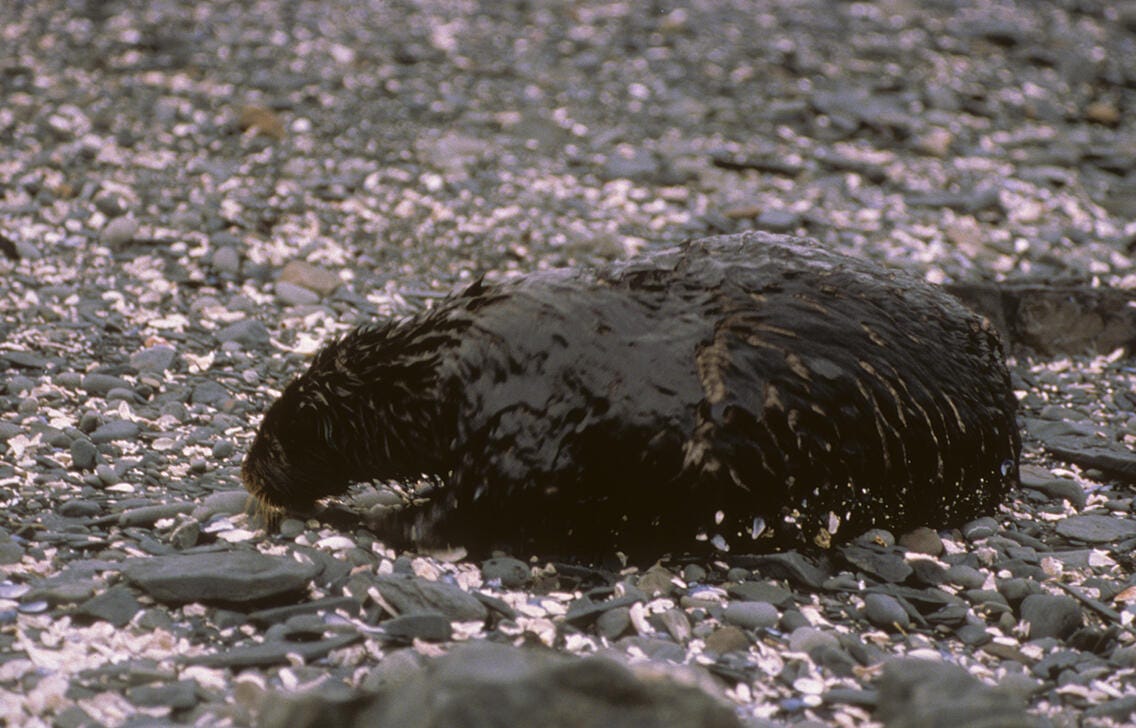 An oiled sea otter from the Exxon Valdez oil spill | U.S. Geological Survey