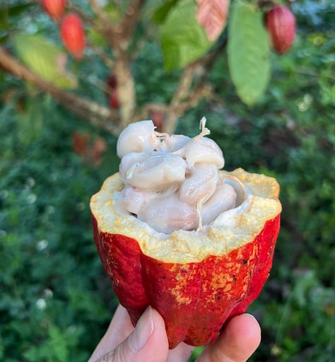 tropical fruit