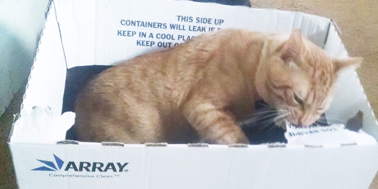 Sunday Edition: The Cat Ate My Schubert