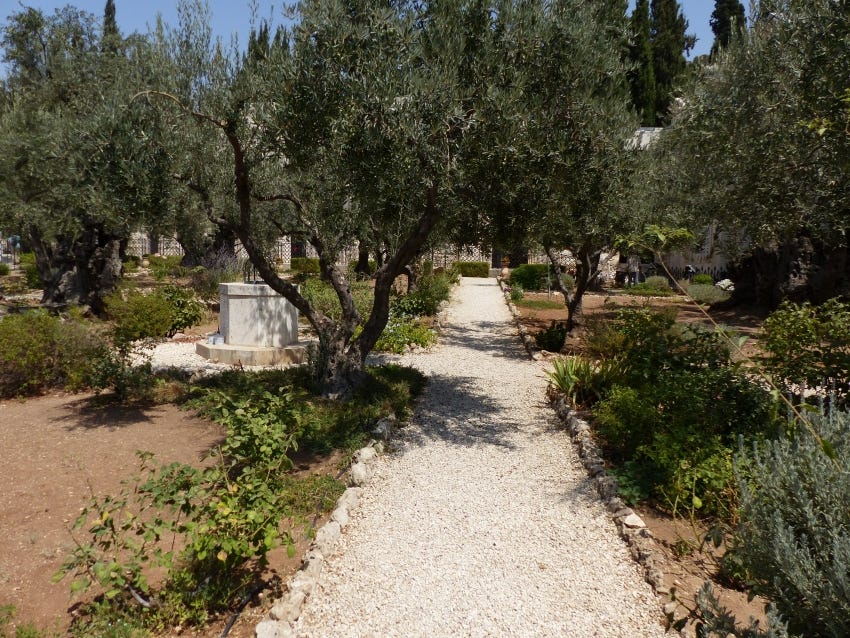 Lucas, un evangelio universal (LIX): la última Pascua (IV): la soledad de Getsemaní (22: 39-46) Lucas, un evangelio universal (LIX): la última Pascua (IV): la soledad de Getsemaní (22: 39-46)