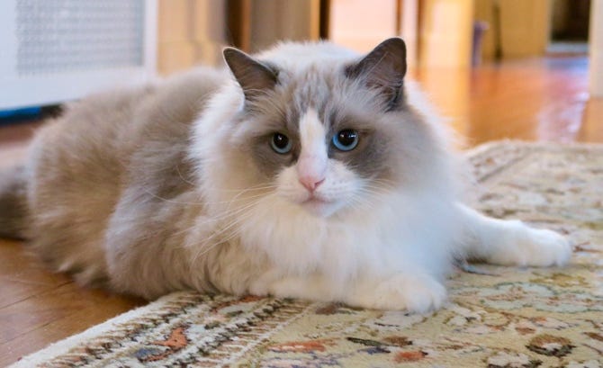 A cat lying on a rug

AI-generated content may be incorrect.