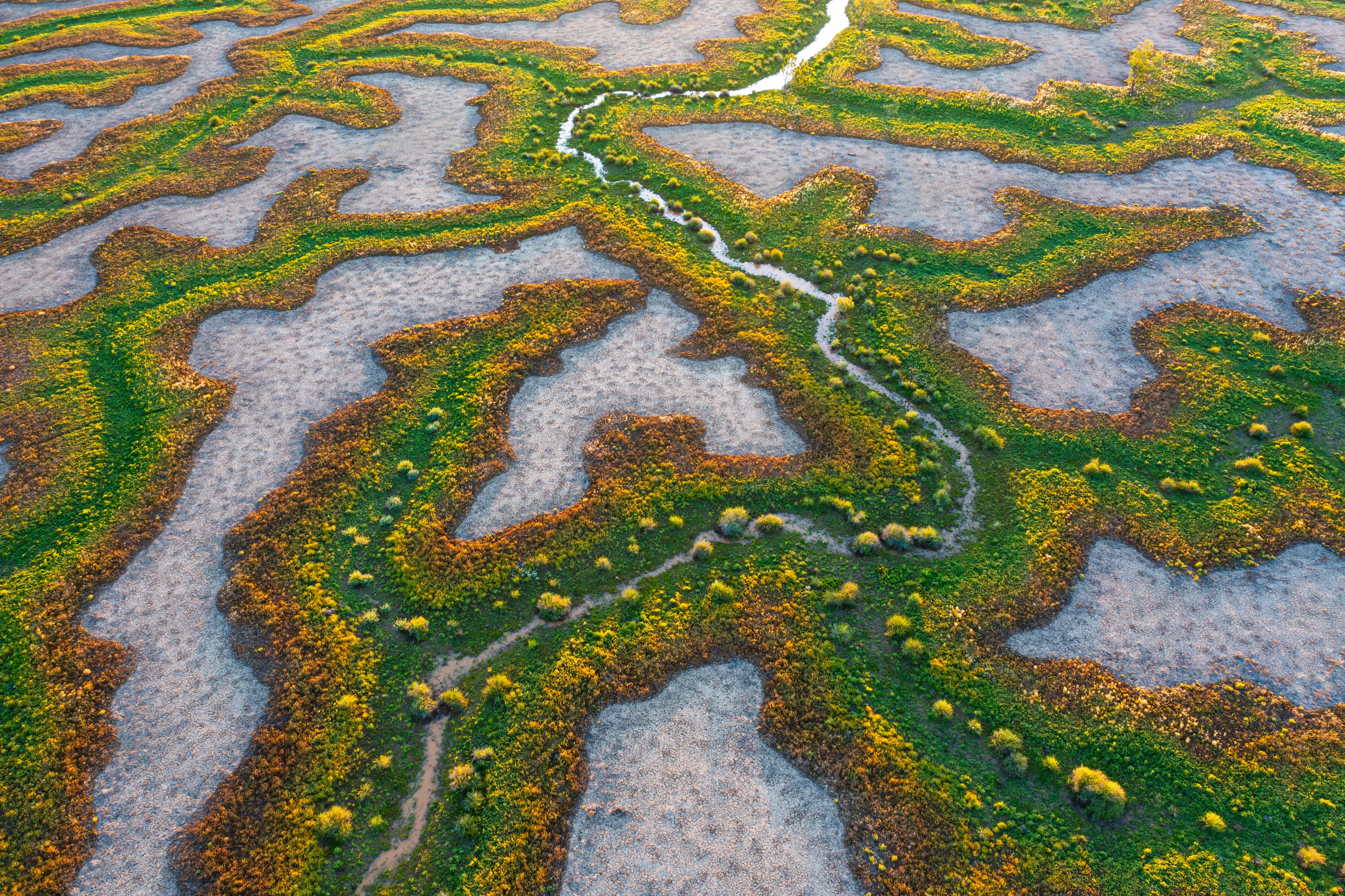 Lifeblood by Intrepid