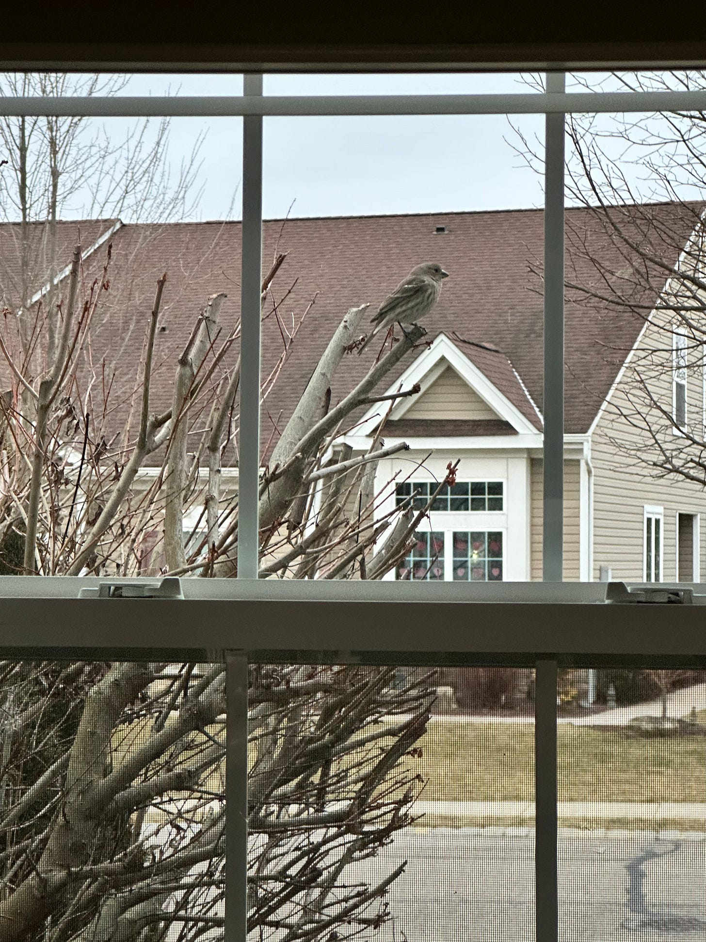 sparrow on a bush outside a window