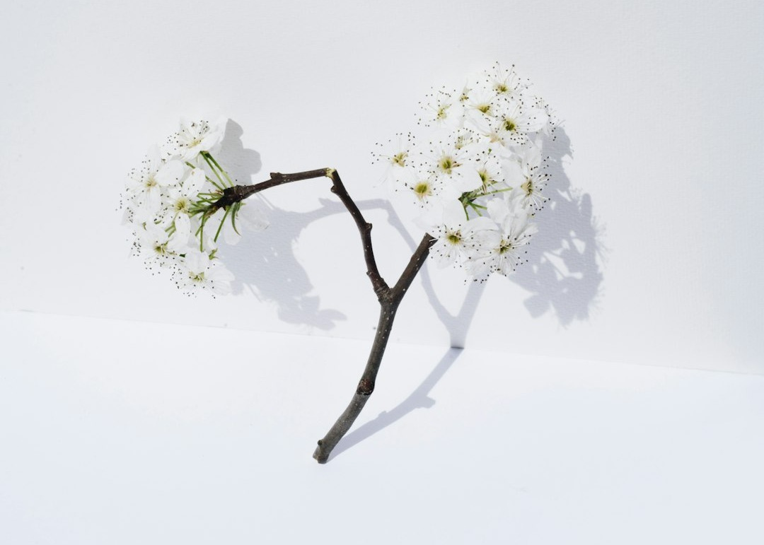 a branch with flowers on it