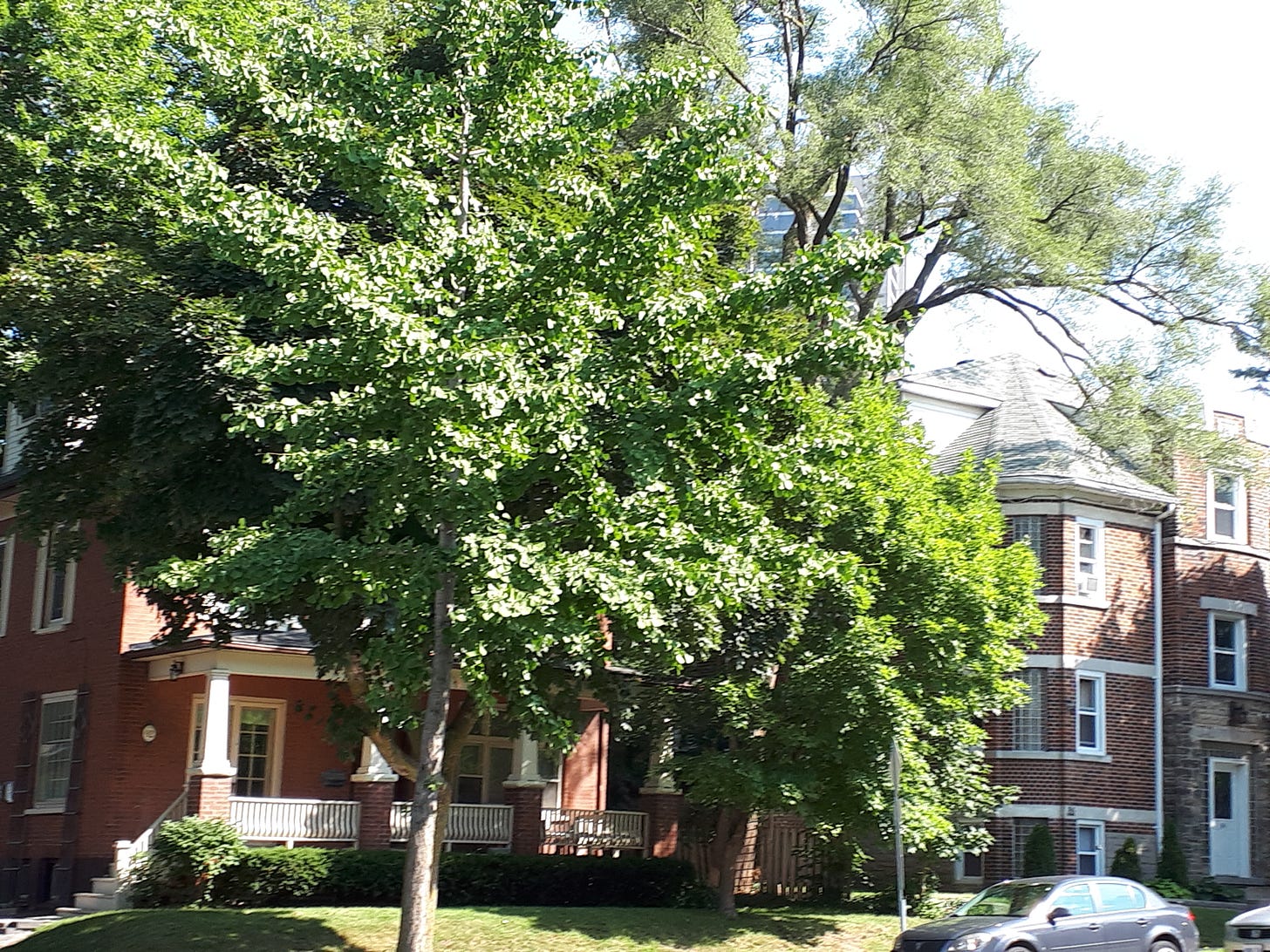 A residential street in Waterloo Region with large trees out front