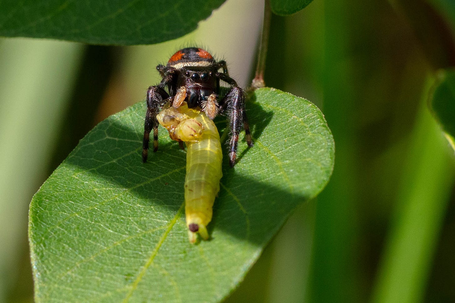 A black and red, small and fuzzy spider with big eyes eating a yellow-green caterpillar