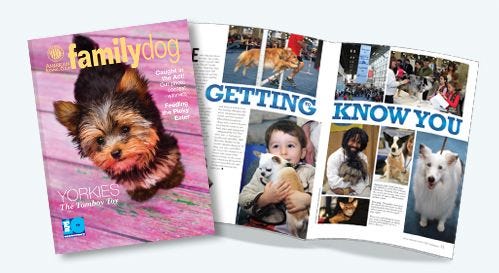 AKC Family Dog Magazine American Kennel Club Yorkie Beaded Jewelry Etsy July 2013 AKC Family Dog Magazine American Kennel Club Yorkie Beaded Jewelry Etsy July 2013