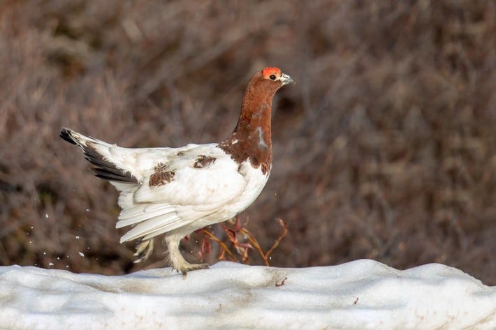 Willow ptarmigan Willow ptarmigan