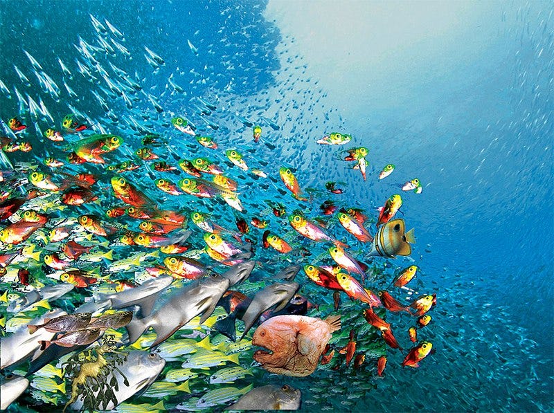 File:Swirling fish schools.jpg File:Swirling fish schools.jpg