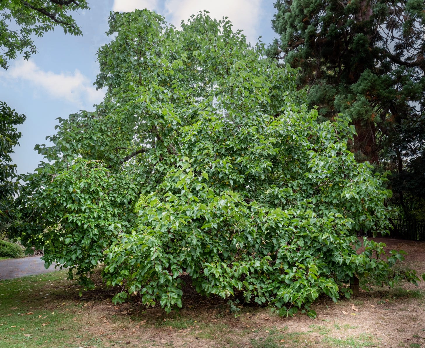 Spreading leafy tree