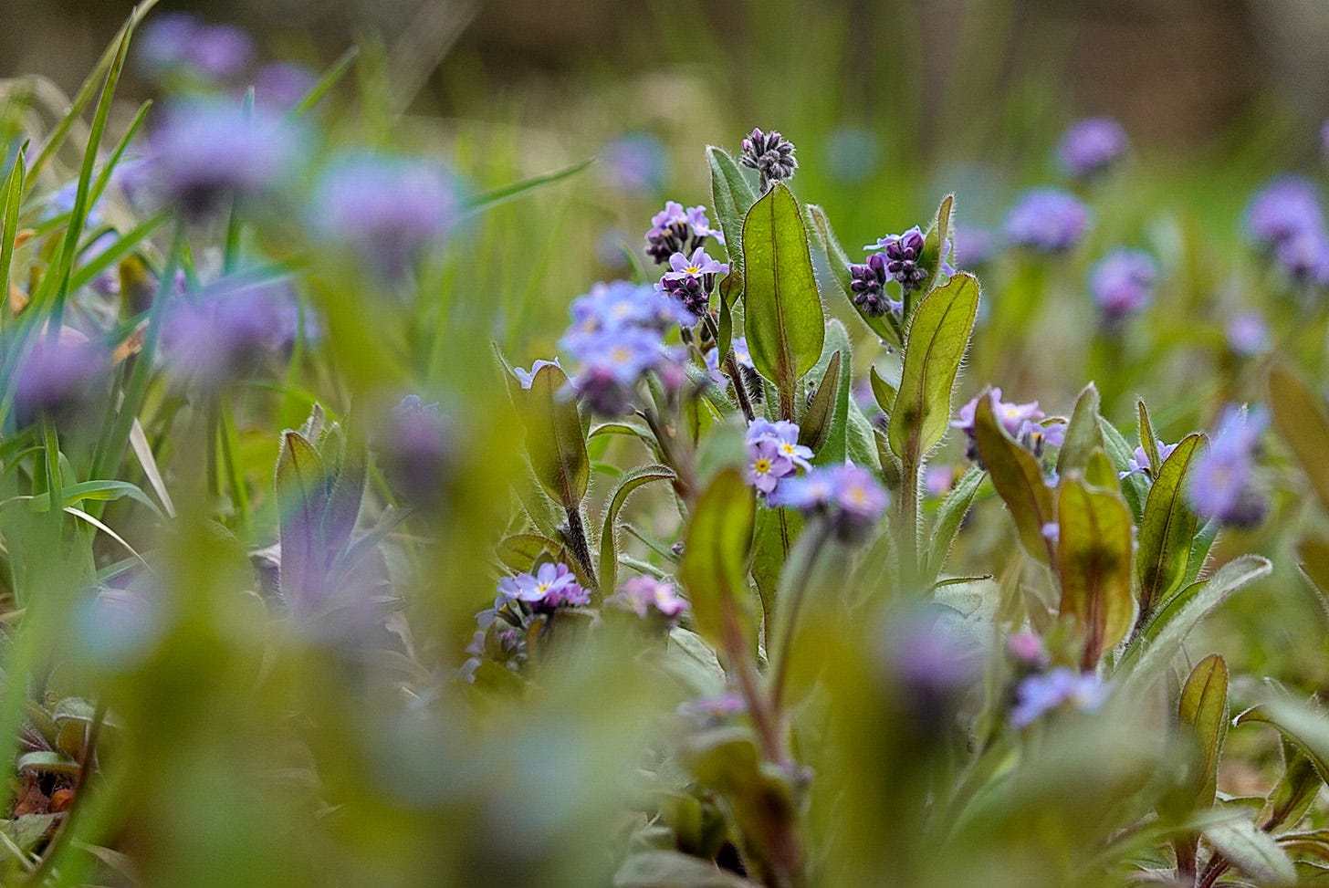 Blue forget-me-knots (Myosotis sylvatica) flowering
