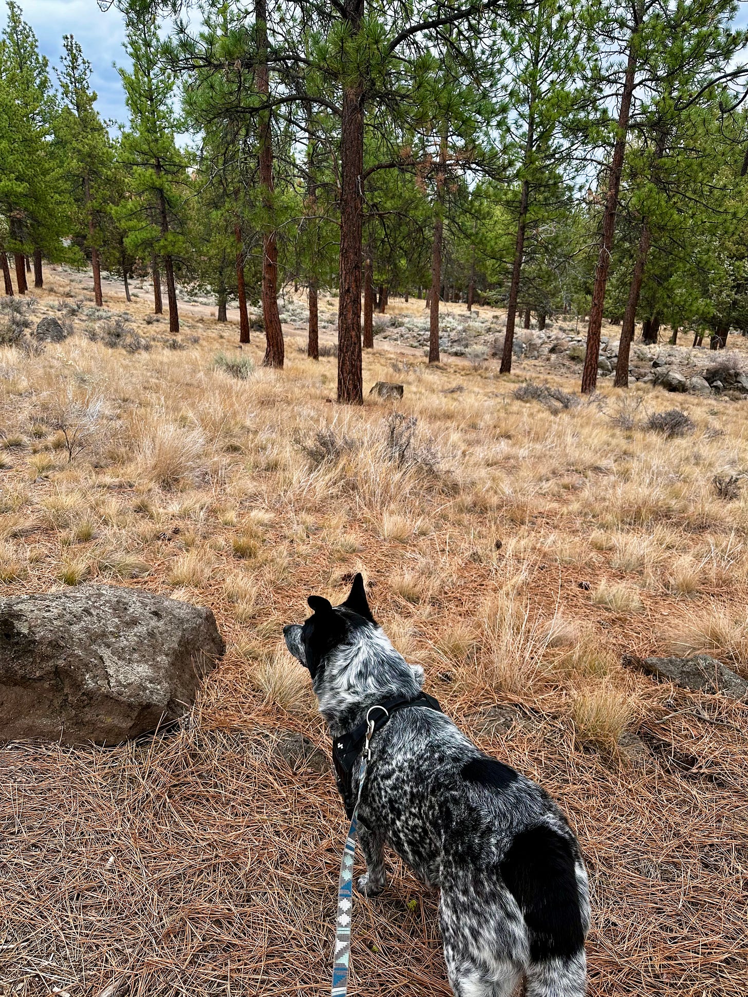 Gus, my blue heeler is in on the pine needle path and looking toward the tree tops, because he just might spy a squirrel