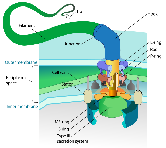 Advocates of Intelligent Design point to the bacterial flagellum as an example of an "irreducibly complex" structure that could not have evolved through natural selection