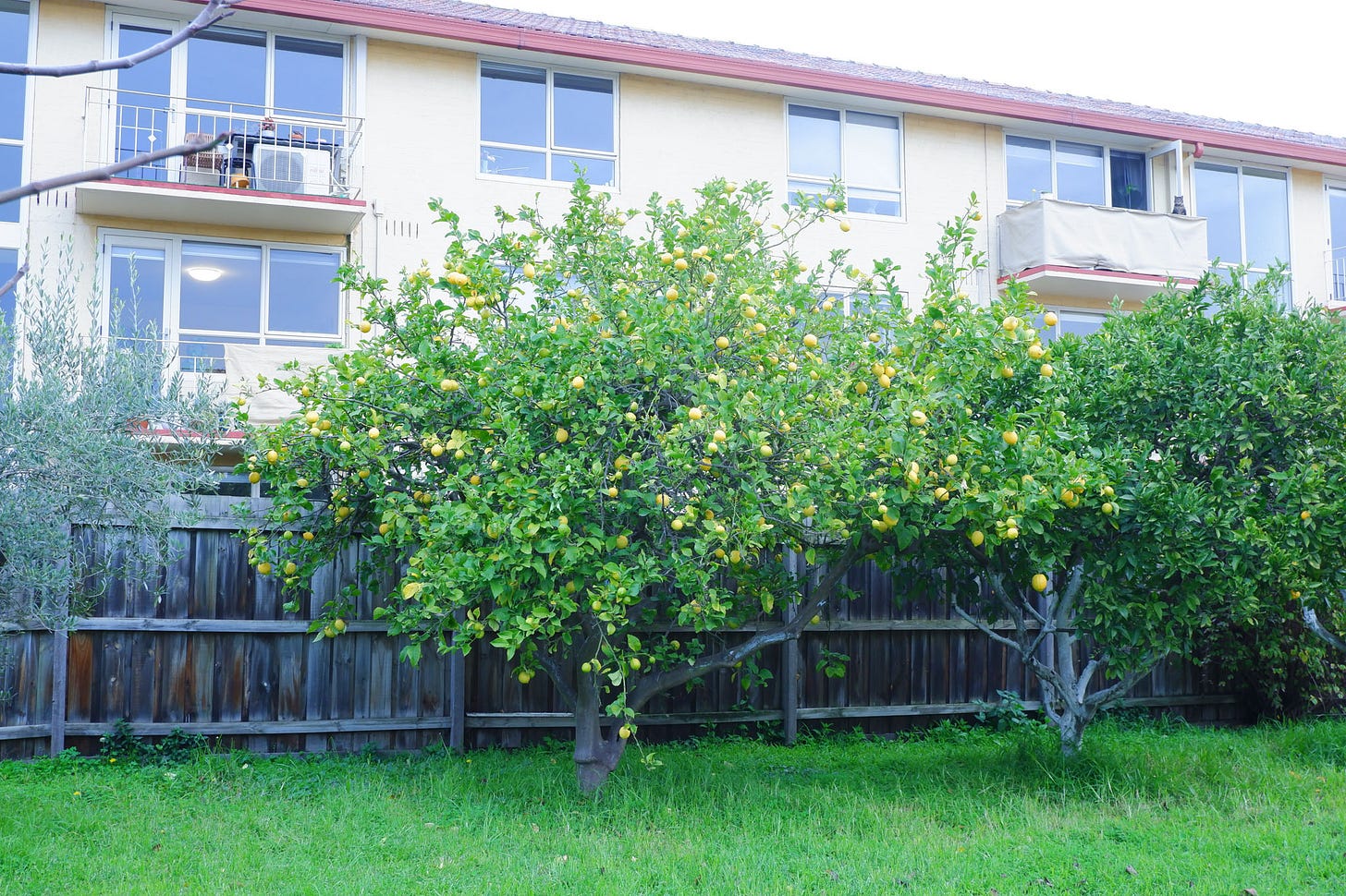 A big lemon tree full of lemons