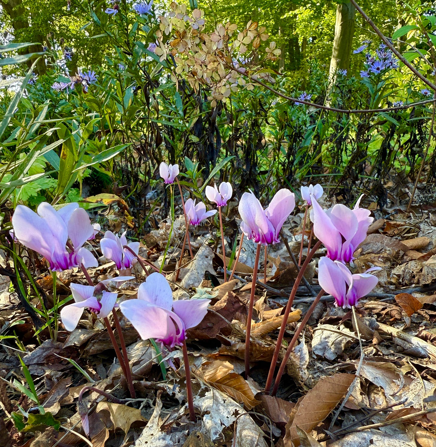 Cyclamen hederifolium bulking up in these little area.