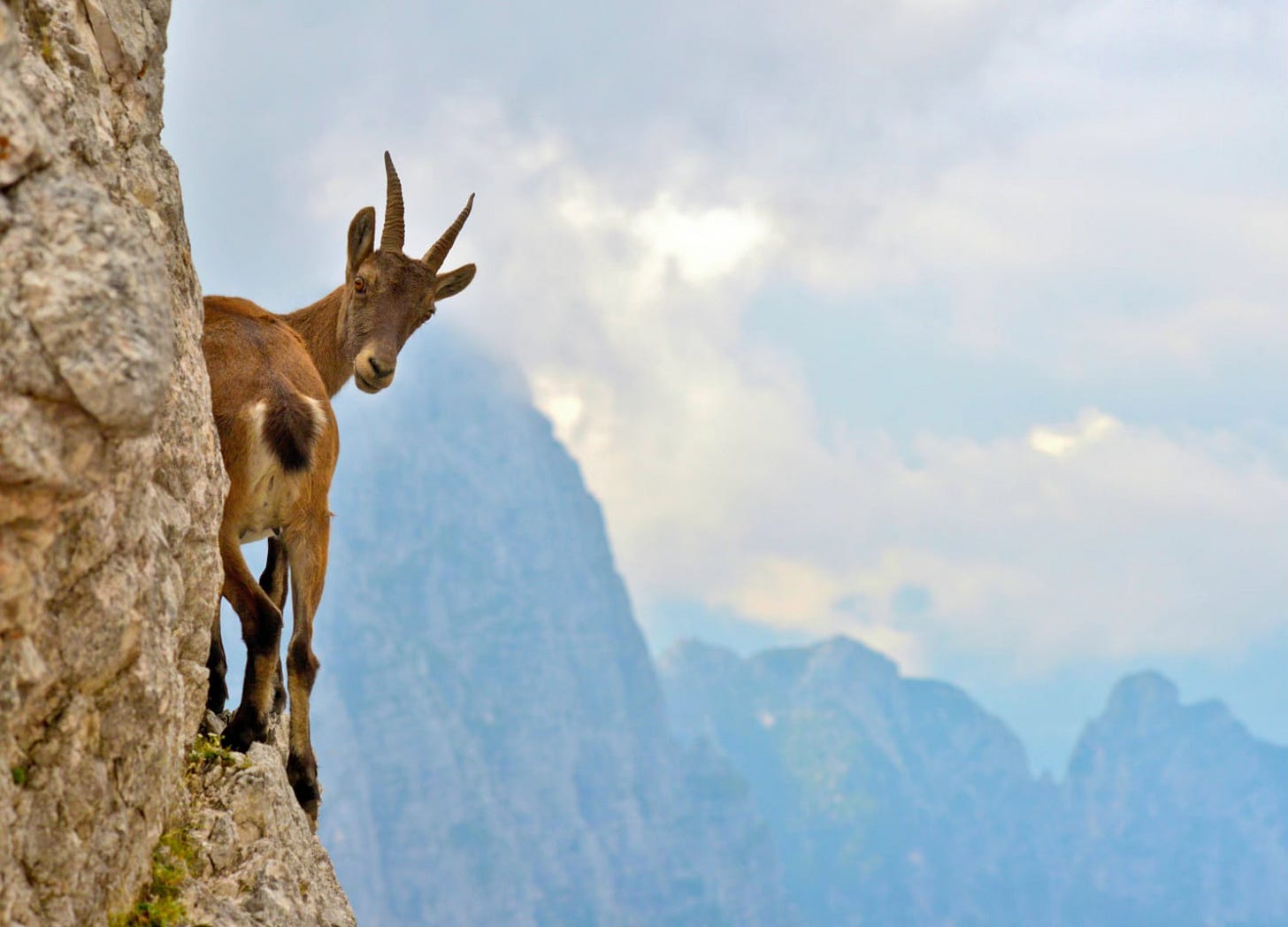 Ibex on a narrow ledge Ibex on a narrow ledge