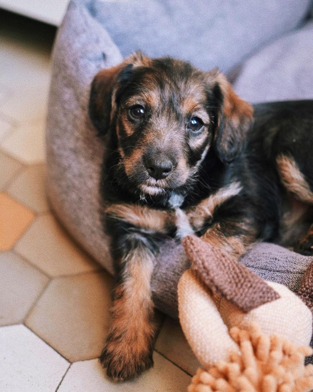 Lo que aprendí sobre ventas cuidando de una cachorrita